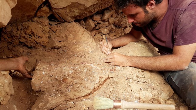 Matteo Fabbri, a postdoctoral researcher in palaeontology at the Field Museum in Chicago, excavates fossilized bones belonging to the huge Cretaceous period semiaquatic carnivorous dinosaur Spinosaurus, during field work in 2019 in the Kem Kem Beds in eastern Morocco, in this undated handout photo. Diego Mattarelli/Handout via REUTERS THIS IMAGE HAS BEEN SUPPLIED BY A THIRD PARTY. NO RESALES. NO ARCHIVES