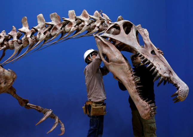 FILE PHOTO: Workers adjust a Spinosaurus skeleton replica during a preparation and media preview for the Dinosaur EXPO at the National Museum of Nature and Science in Tokyo, Japan, March 1, 2016. REUTERS/Yuya Shino/File Photo