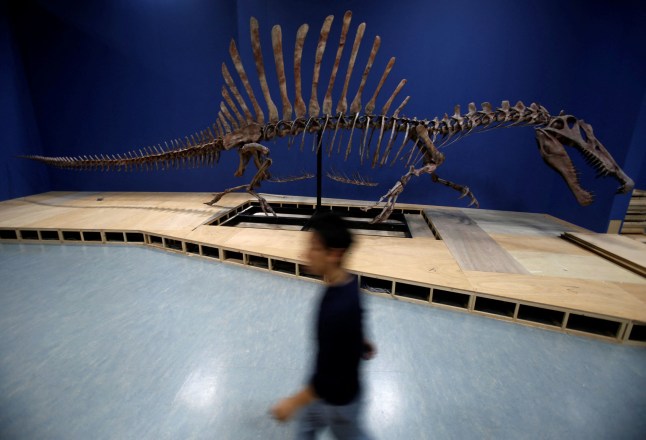 FILE PHOTO: A man walks past a Spinosaurus skeleton replica during a preparation and media preview for the Dinosaur EXPO at the National Museum of Nature and Science in Tokyo, Japan, March 1, 2016. REUTERS/Yuya Shino/File Photo