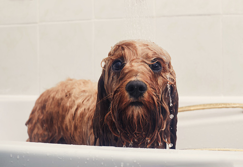 Pet dog having a bath looking into the camera