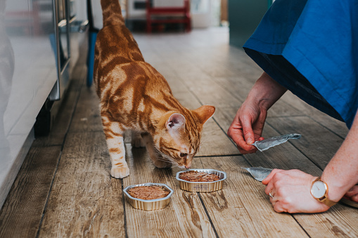 Woman feeding ginger tabby cat