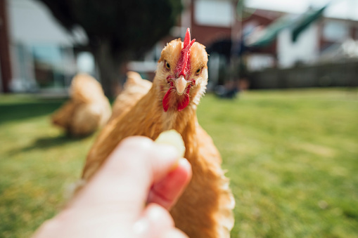 Hand Feeding a Hen