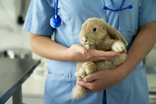 Pet Rabbit Getting Annual Check-Up at Animal Hospital