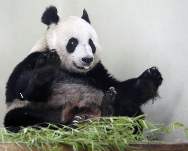 Female giant panda Tian Tian in her enclosure at Edinburgh Zoo on Friday, Aug. 9 2013. The female giant panda at Edinburgh Zoo is showing encouraging signs she may be pregnant, according to keepers. The zoo says nesting behavior and changes in hormone levels suggest Tian Tian could be expecting a cub ? or experiencing a phantom pregnancy, not uncommon in pandas. The zoo artificially inseminated Tian Tian, or Sweetie, after she was reluctant to mate with male companion Yang Guang, or Sunshine. The two animals arrived from China in 2011, and are the only pandas in Britain. (AP Photo / Danny Lawson/PA) UNITED KINGDOM OUT NO SALES NO ARCHIVE