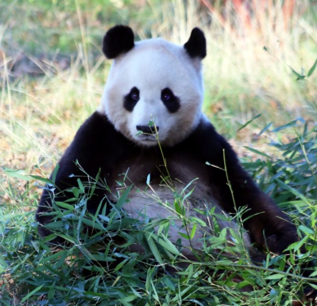 Undated handout photo issued by the Royal Zoological Society of Scotland of Yang Guang a Giant panda who is to stay in UK with Tian Tian for another two years after China gave permission to extend their stay. Issue date: Tuesday December 7, 2021. PA Photo. See PA story. Photo credit should read: RZSS/PA Wire NOTE TO EDITORS: This handout photo may only be used in for editorial reporting purposes for the contemporaneous illustration of events, things or the people in the image or facts mentioned in the caption. Reuse of the picture may require further permission from the copyright holder.