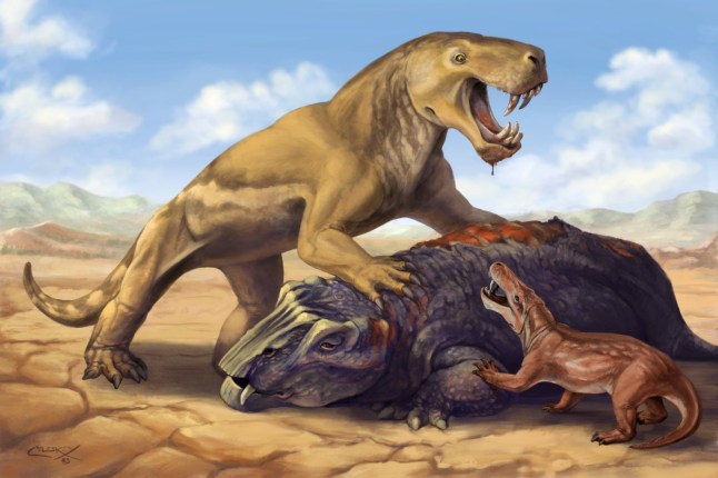 Giant gorgonopsian Inostrancevia with its dicynodont prey, scaring off the much smaller African species Cyonosaurus. See SWNS story SWSCpredator *EMBARGOED UNTIL 16.00 BST, MON MAY 22 (11.00 ET)* A fearsome sabre-toothed beast the size of a tiger with skin like a rhino was "top predator" in what is now South Africa before going extinct 250 million years ago. The creature called Inostrancevia had trekked 7,000 miles to take control of the territory, reveals new research. Fossils show a scramble for dominance leading up to ?the Great Dying? 252 million years ago when Earth experienced a devastating mass extinction, say scientists. Massive volcanic eruptions triggered catastrophic climate change, killing off nine out of every 10 species and eventually setting the stage for the dinosaurs.