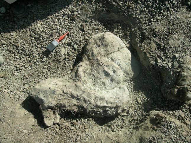 Inostrancevia fossils in the field. See SWNS story SWSCpredator *EMBARGOED UNTIL 16.00 BST, MON MAY 22 (11.00 ET)* A fearsome sabre-toothed beast the size of a tiger with skin like a rhino was "top predator" in what is now South Africa before going extinct 250 million years ago. The creature called Inostrancevia had trekked 7,000 miles to take control of the territory, reveals new research. Fossils show a scramble for dominance leading up to ?the Great Dying? 252 million years ago when Earth experienced a devastating mass extinction, say scientists. Massive volcanic eruptions triggered catastrophic climate change, killing off nine out of every 10 species and eventually setting the stage for the dinosaurs.