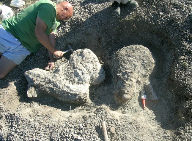 Paul October, a now retired field technician from Iziko South African Museum, with Inostrancevia fossils in the field. See SWNS story SWSCpredator *EMBARGOED UNTIL 16.00 BST, MON MAY 22 (11.00 ET)* A fearsome sabre-toothed beast the size of a tiger with skin like a rhino was "top predator" in what is now South Africa before going extinct 250 million years ago. The creature called Inostrancevia had trekked 7,000 miles to take control of the territory, reveals new research. Fossils show a scramble for dominance leading up to ?the Great Dying? 252 million years ago when Earth experienced a devastating mass extinction, say scientists. Massive volcanic eruptions triggered catastrophic climate change, killing off nine out of every 10 species and eventually setting the stage for the dinosaurs.