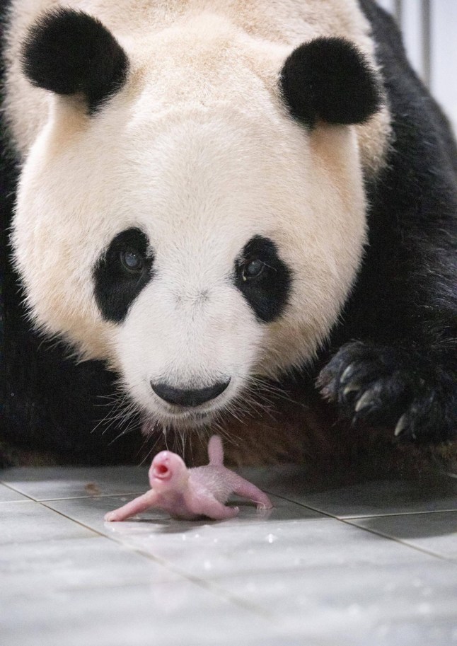 epa10738612 A handout photo made available by Samsung C&T Corp. shows 9-year-old giant panda Ai Bao watching the second of two giant pandas, both female, that were born to her and her partner, 10-year-old Le Bao, at the amusement park in Yongin, South Korea, 07 July 2023 (issued 11 July 2023). The birth marked the first time twin baby pandas have been born in South Korea. The giant pandas came from China to South Korea in March 2016 for joint research on the endangered species under an agreement between the two countries. EPA/Samsung C&T Corp. / HANDOUT SOUTH KOREA OUT HANDOUT EDITORIAL USE ONLY/NO SALES