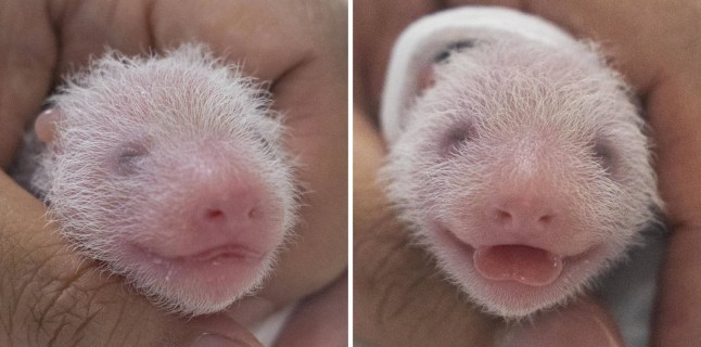 epa10738613 A combination handout photo made available by Samsung C&T Corp. shows the first (L) and second (R) of two giant pandas, both female, that were born to 9-year-old giant panda Ai Bao and her partner, 10-year-old Le Bao, at the amusement park in Yongin, South Korea, 07 July 2023 (issued 11 July 2023). The birth marked the first time twin baby pandas have been born in South Korea. The giant pandas came from China to South Korea in March 2016 for joint research on the endangered species under an agreement between the two countries. EPA/Samsung C&T Corp. / HANDOUT SOUTH KOREA OUT HANDOUT EDITORIAL USE ONLY/NO SALES