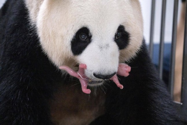 Giant Panda Ai Bao holds her baby panda with mouth after giving birth to twin at Everland amusement park in Yongin, South Korea, July 11, 2023. Samsung C&T/Yonhap via REUTERS ATTENTION EDITORS - THIS IMAGE HAS BEEN SUPPLIED BY A THIRD PARTY. NO RESALES. NO ARCHIVE. SOUTH KOREA OUT. NO COMMERCIAL OR EDITORIAL SALES IN SOUTH KOREA.