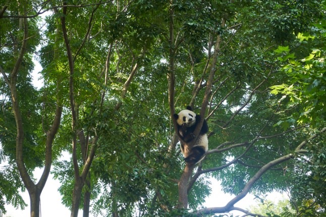 Giant panda on a tree early in the morning