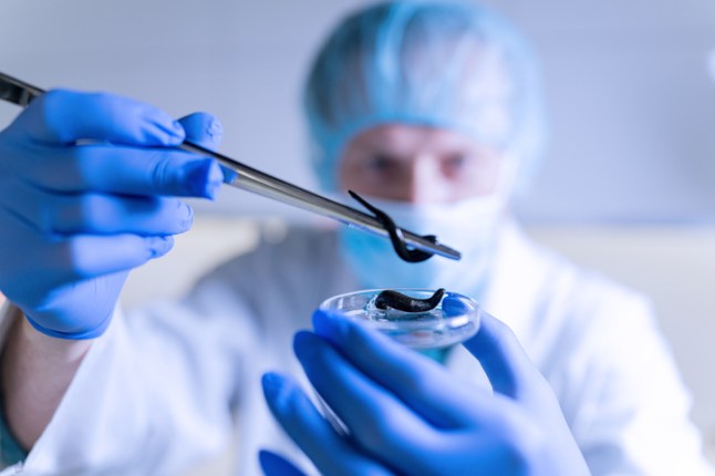 Scientist preparing Medicine from leech. Modern Lab. Using pliers