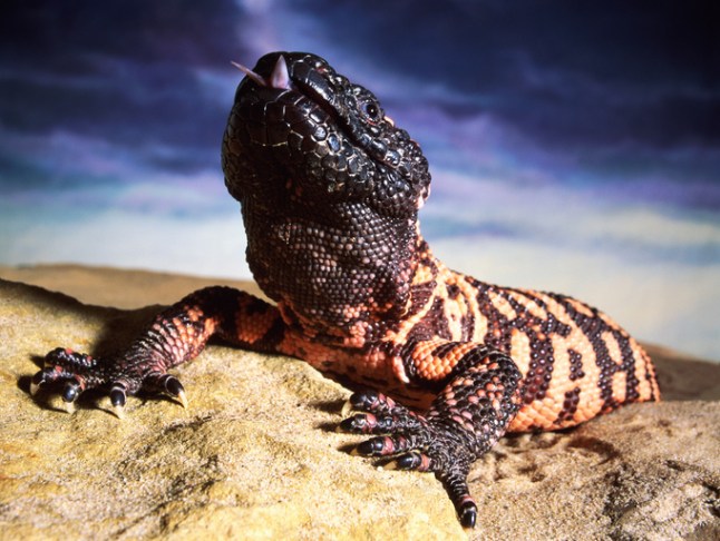 Gila monster (Heloderma suspectum), close-up, studio shot