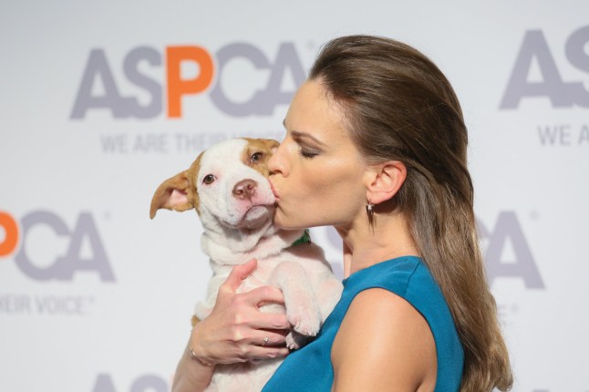 Mandatory Credit: Photo by Erik Pendzich/REX/Shutterstock (4627386aw) Hilary Swank ASPCA Bergh Ball, New York, America - 09 Apr 2015