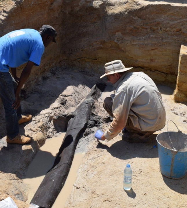 *EMBARGOED UNTIL 16.00 BST, WED SEPT 20 (11.00 ET)* The excavation team uncovering the wooden structure. Release Date, 20/9/23. See SWNS story SWSCwood. The world?s oldest man-made wooden structures - dating back half-a-million years - have been found in Africa. It is the earliest evidence from anywhere in the world of the deliberate crafting of logs to fit together - and much earlier than previously thought possible. A research team from the University of Liverpool and Aberystwyth University detailed the excavation of well-preserved wood at the archaeological site of Kalambo Falls in Zambia, dating back at least 476,000 years and predating the evolution of our own species, Homo sapiens. Expert analysis of stone tool cut-marks on the wood show that early humans shaped and joined two large logs to make a structure, probably the foundation of a platform or part of a dwelling.