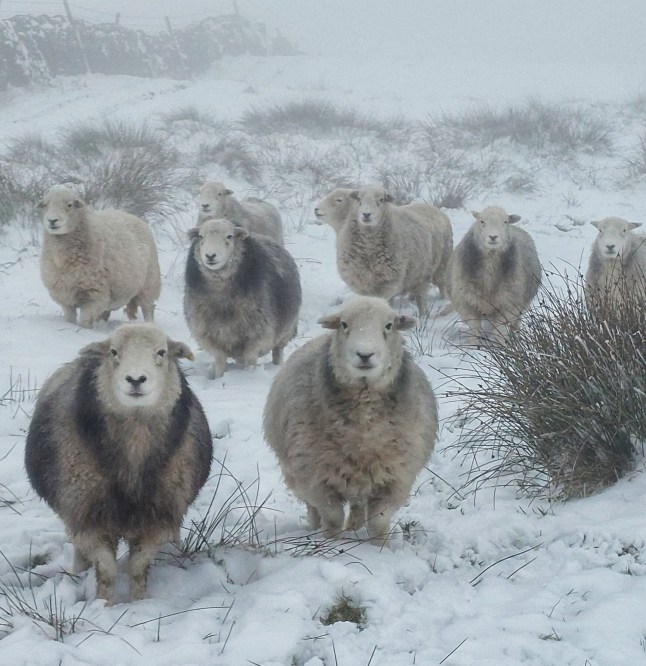 weather snow Herdwicks of Highfields Farm Nestled on the Southern edge of the beautiful Peak District National Park. Farming the lovable Herdwick sheep, with accommodation to enjoy a peaceful stay.