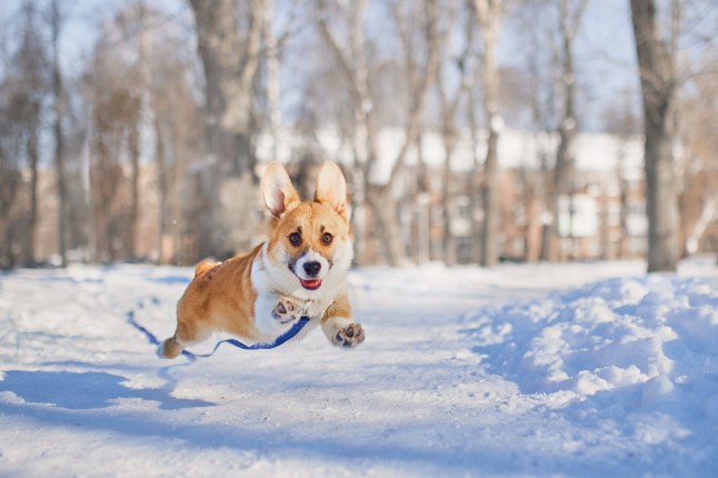 Corgi on a walk