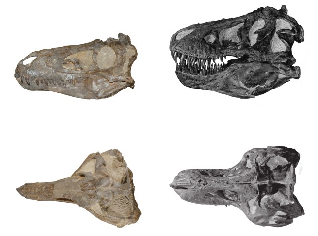 EMBARGOED TO 0001 WEDNESDAY JANUARY 3 Undated handout photo of a comparison of Nanotyrannus and Tyrannosaurus skulls. Fossils thought to belong to teenage Tyrannosaurus rexes are adults of another predatory but more nimble dinosaur species, scientists have said. A new analysis of the specimens suggests the animals who roamed the Earth 66 million years ago were not fast-growing juveniles but nearly full size, according to a report published in the journal Fossil Studies. Issue date: Wednesday January 3, 2024. PA Photo. See PA story SCIENCE Nanotyrannus. Photo credit should read: Longrich et al/ Fossil Studies/PA Wire NOTE TO EDITORS: This handout photo may only be used in for editorial reporting purposes for the contemporaneous illustration of events, things or the people in the image or facts mentioned in the caption. Reuse of the picture may require further permission from the copyright holder.