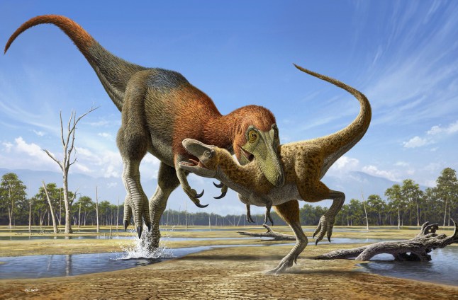 EMBARGOED TO 0001 WEDNESDAY JANUARY 3 Undated handout artist impression of a Nanotyrannus attacking a baby T. rex. Fossils thought to belong to teenage Tyrannosaurus rexes are adults of another predatory but more nimble dinosaur species, scientists have said. A new analysis of the specimens suggests the animals who roamed the Earth 66 million years ago were not fast-growing juveniles but nearly full size, according to a report published in the journal Fossil Studies. Issue date: Wednesday January 3, 2024. PA Photo. See PA story SCIENCE Nanotyrannus. Photo credit should read: Raul Martin/PA Wire NOTE TO EDITORS: This handout photo may only be used in for editorial reporting purposes for the contemporaneous illustration of events, things or the people in the image or facts mentioned in the caption. Reuse of the picture may require further permission from the copyright holder.