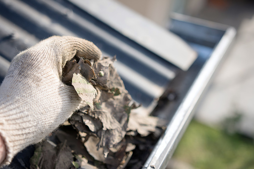 Male hand removing gutter leaves