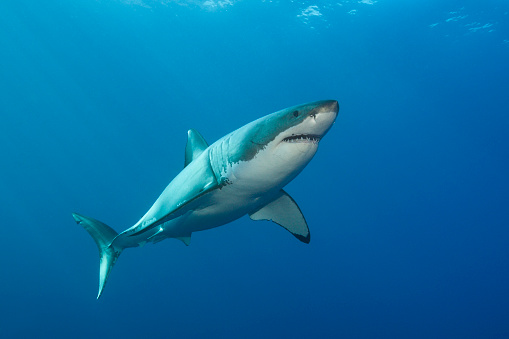 Great White Shark, Australia