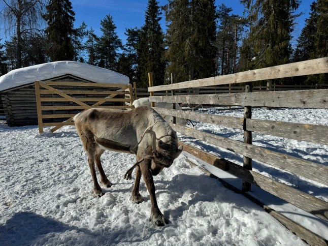 Learning about my inner 'sisu' from the happiest nation in the world FINLAND Ruka Kuusamo