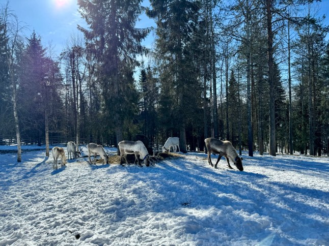 Learning about my inner 'sisu' from the happiest nation in the world FINLAND Ruka Kuusamo