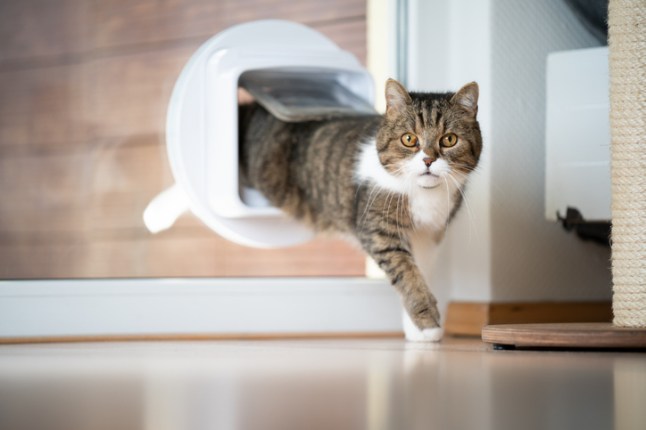 cat flap window