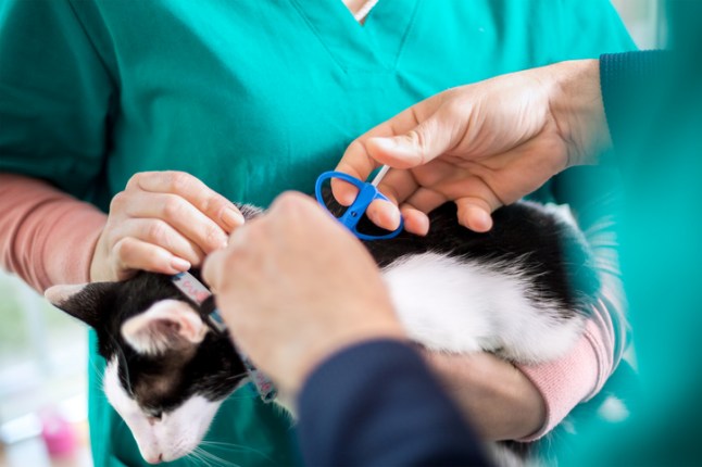 Putting microchip on cat in vet ambulant