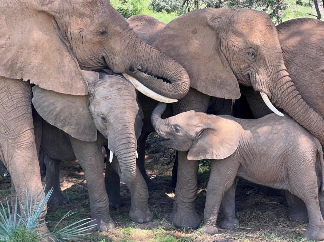 *EMBARGOED UNTIL 16.00 BST, MON JUNE 10 (11.00 ET)* An elephant family comforts their calf during an afternoon nap under a tree in Samburu National Reserve, Kenya. Release date ? June 10, 2024. Elephants have names for each other - just like people do, reveals new research. Scientists discovered that the giant pachyderms address each other in the wild with name-like calls - a rare ability among non-human animals. The team subsequently called African elephants by their names - and the elephants answered back. Researchers from Colorado State University (CSU) in the United States along with conservation groups Save the Elephants and ElephantVoices used machine learning to confirm that elephant calls contained a name-like component identifying the intended recipient. When the team played back recorded calls, elephants responded affirmatively to calls that were addressed to them by calling back or approaching the speaker. But calls meant for other elephants received less of a reaction, according to the findings published in the journal Nature Ecology and Evolution.