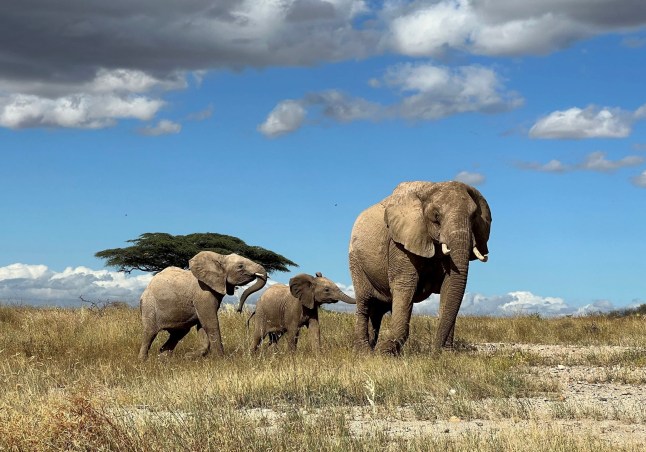 *EMBARGOED UNTIL 16.00 BST, MON JUNE 10 (11.00 ET)* A mother elephant leads her calf away from danger in northern Kenya. Release date ? June 10, 2024. Elephants have names for each other - just like people do, reveals new research. Scientists discovered that the giant pachyderms address each other in the wild with name-like calls - a rare ability among non-human animals. The team subsequently called African elephants by their names - and the elephants answered back. Researchers from Colorado State University (CSU) in the United States along with conservation groups Save the Elephants and ElephantVoices used machine learning to confirm that elephant calls contained a name-like component identifying the intended recipient. When the team played back recorded calls, elephants responded affirmatively to calls that were addressed to them by calling back or approaching the speaker. But calls meant for other elephants received less of a reaction, according to the findings published in the journal Nature Ecology and Evolution.