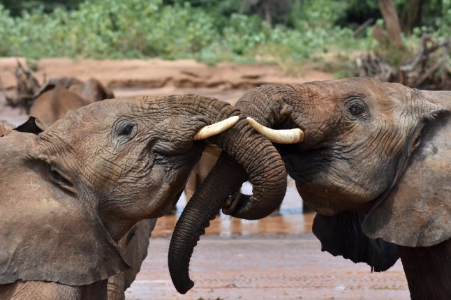 *EMBARGOED UNTIL 16.00 BST, MON JUNE 10 (11.00 ET)* Two juvenile elephants greet each other in Samburu National Reserve in Kenya. Release date ? June 10, 2024. Elephants have names for each other - just like people do, reveals new research. Scientists discovered that the giant pachyderms address each other in the wild with name-like calls - a rare ability among non-human animals. The team subsequently called African elephants by their names - and the elephants answered back. Researchers from Colorado State University (CSU) in the United States along with conservation groups Save the Elephants and ElephantVoices used machine learning to confirm that elephant calls contained a name-like component identifying the intended recipient. When the team played back recorded calls, elephants responded affirmatively to calls that were addressed to them by calling back or approaching the speaker. But calls meant for other elephants received less of a reaction, according to the findings published in the journal Nature Ecology and Evolution.