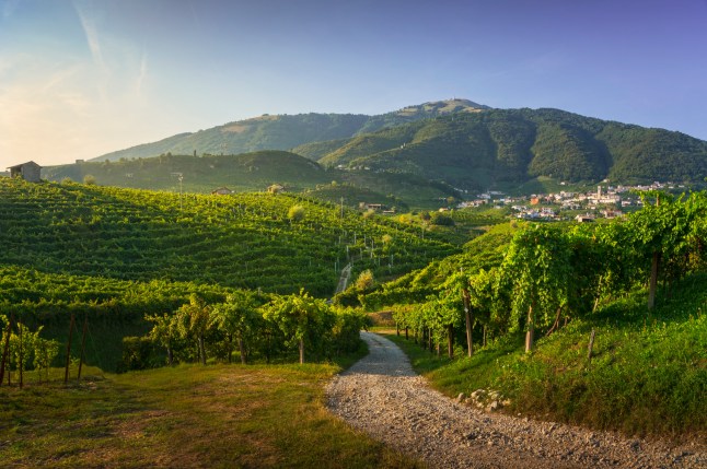 Vineyards and road. Prosecco Hills, Unesco World Heritage Site. Valdobbiadene, Veneto, Italy