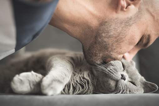 Man with a stubble and closed eyes kissing a grey British Short Hair cat's head on sofa