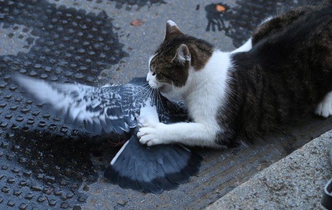 epa08902112 Larry, the Downing Street cat, attacks a pigeon outside 10 Downing Street in London, Britain, 24 December 2020. Talks between Britain and the EU on a post-Brexit trade agreement continued through the night, nearing a possible deal which is expected to be announced on the day, media reported. EPA/FACUNDO ARRIZABALAGA