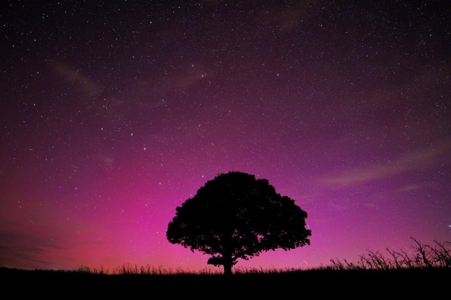 Alamy Live News. 2XT0A0X Dunsford, Devon, UK. 13th Aug, 2024. Supernatural Northern lights over a magic tree near Dunsford on the edge of Dartmoor, Devon, UK. Aurora Borealis. Credit: nidpor/Alamy Live News This is an Alamy Live News image and may not be part of your current Alamy deal . If you are unsure, please contact our sales team to check.