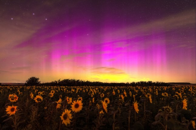 A spectacular display of the Northern Lights over a sunflower field on Salisbury Plain in Wiltshire at 11pm on Monday evening. The Aurora was strong and could be seen with the naked eye. Dated 12/08/24. Please credit: Nick Bull/pictureexclusive.com Standard reproduction rates apply, contact Paul Jacobs, Picture Exclusive to arrange payment - 07923 866166, pictureexclusive@gmail.com