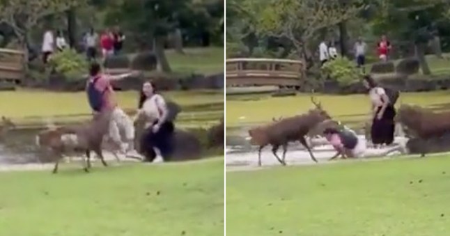 The moment a tourist is rammed to his backside by a pair of male deer near Osaka, Japan.