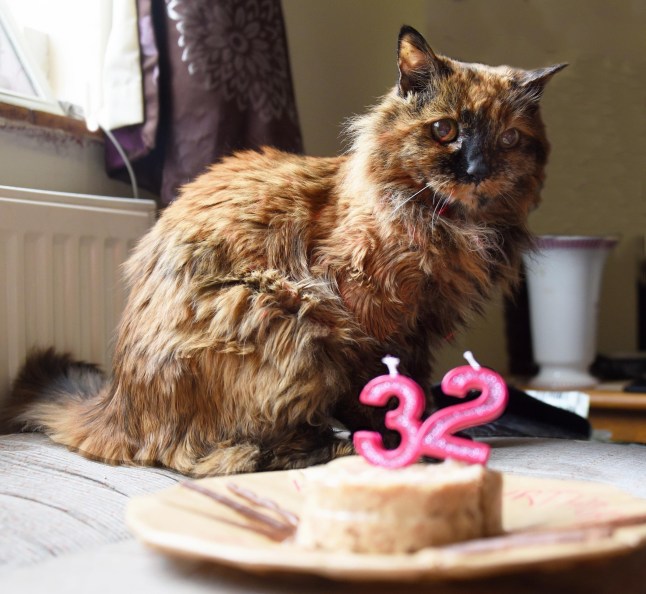 Rosie, formerly the world's oldest cat, who has died aged 33. Photo released September 15 2024. A much-loved moggy believed to be the oldest cat in the world has died - aged 33-years-old. Rosie, a fluffy tortoise-shell, passed away in the hallway of her home in Norwich, Norfolk this week with proud owner Lila Brissett, 73, by her side. Born in 1991, she was the unofficial holder of the title of 'world's oldest cat' as the current holder is a 28-year-old cat called Flossie from Kent - born in 1995. Rosie turned 33 on June 1 this year and died at the equivalent age of 152 in human years.