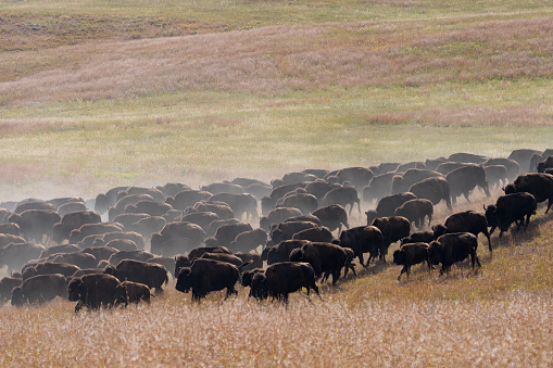 Bison Herd Running Across the Great Plains