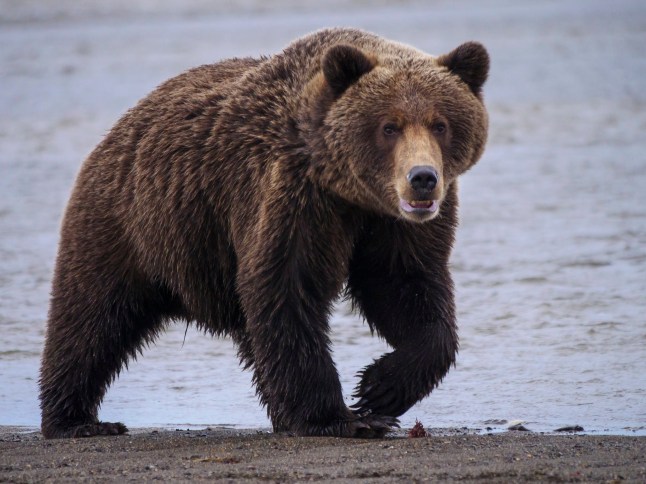 Man mauled to death by bear as he picked mushrooms in Slovakia