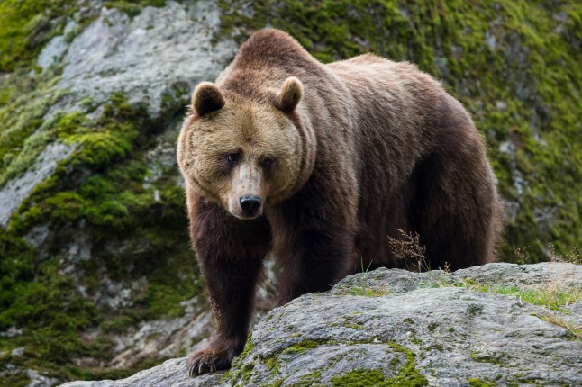 Man mauled to death by bear as he picked mushrooms in Slovakia