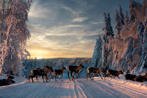 A group of reindeers crossing the road covered snow,Sweden