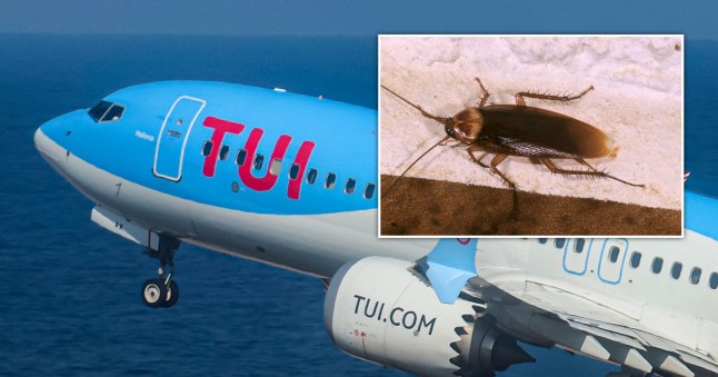 Image of a TUI plane in the sky and a separate image of a cockroach