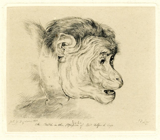 Head of a fighting monkey called 'Jacco Macacco' in three-quarter profile to right, with slightly open mouth, wearing a collar; state before address added to lower right. 1826 Etching on chine coll? ? The Trustees of the British Museum