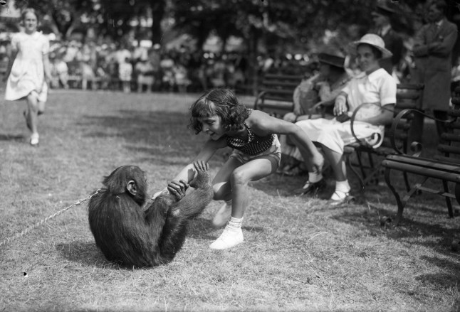 20th August 1935: A young girl wrestles with a captive chimpanzee at the Pet's Corner at London Zoo. (Photo by London Express/Getty Images)