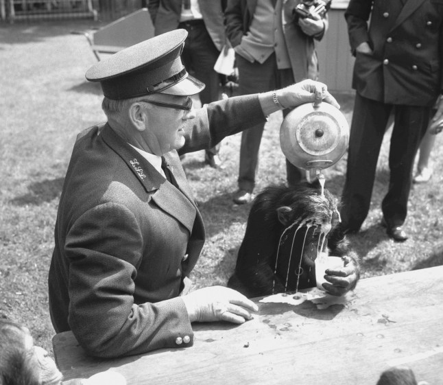 Keeper Bill Peckett playfully pours milk over Rastus's head during the chimpanzees' tea party held at London Zoo.