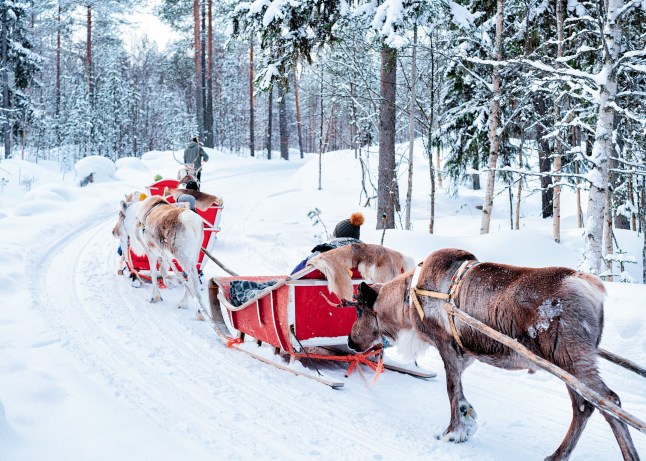 A snow scene from Lapland, Finland, with a sleigh pulled by reindeer