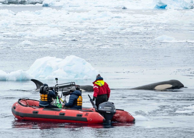 Expedition Killer Whale,26-12-2024,In Expedition Killer Whale, a team of scientists and filmmakers set out to unlock some of the secrets in the lives of pack ice killer whales - a unique type of killer whale that hunts seals by creating waves to wash them off floating pieces of pack ice. Here, the film team Tom Walker and Helen Hobin, use a gyro-stabilised camera to capture images of a pack ice killer whale as it makes its way towards a seal for a hunt.,Jessica Farrer,Jessica Farrer